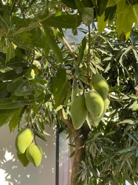 Mango * Long Hải